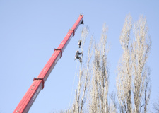 Photo of a working arborist