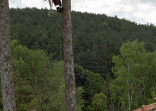 Снимка на арборист режещ дърво