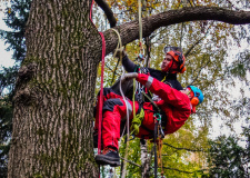 Photo of an arborist during training