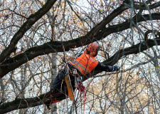 Photo of an arborist during training