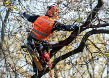 Снимка на арборист укрепващ короната на дърво