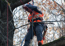 Photo of an arborist during training