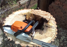 Photo of a working arborist