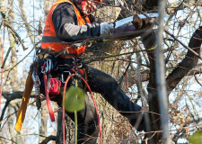 Photo of an arborist during training