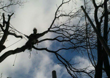 Photo of a working arborist