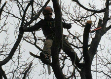 Photo of a working arborist