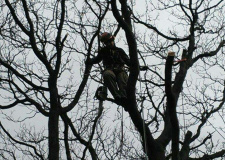 Photo of a working arborist