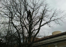 Photo of a working arborist