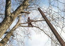 Photo of a working arborist