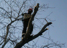 Photo of a working arborist