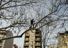 Photo of a working arborist