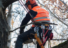 Photo of an arborist during training