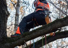 Photo of an arborist during training