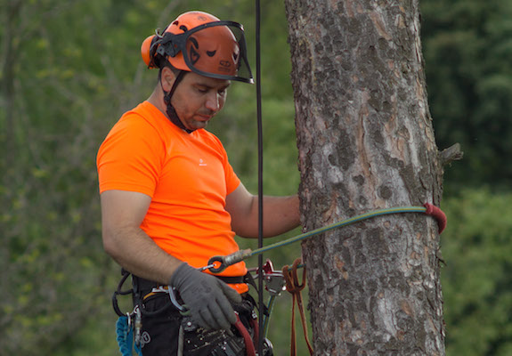 Arborist photo