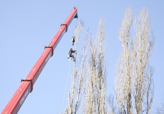 Tree cutting with crane (photo)