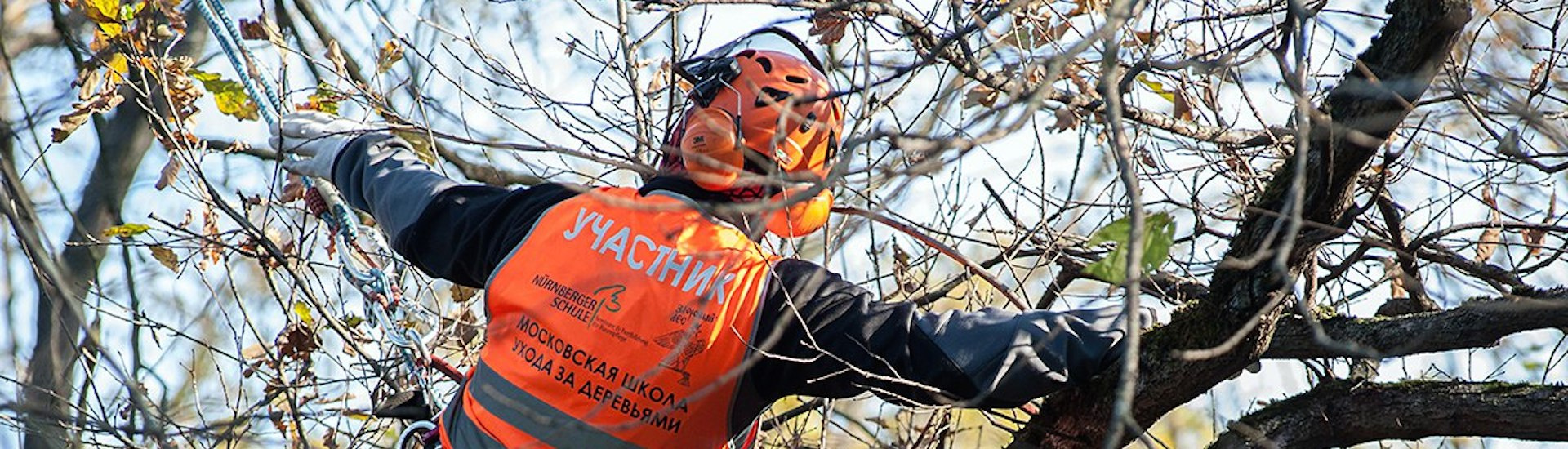 Снимка на арборист на дърво